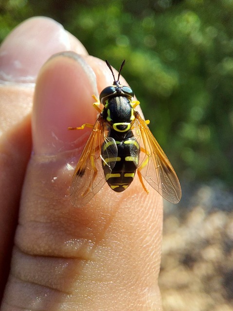 Chrysotoxum