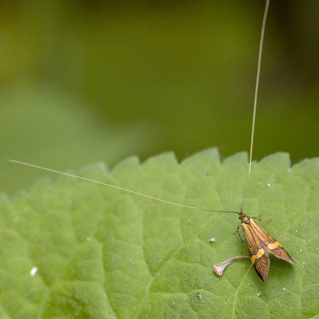 Nemophora degeerella - pompás tőrösmoly