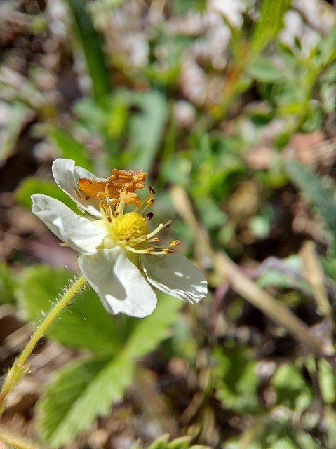Phymata crassipes - fogólábú poloska