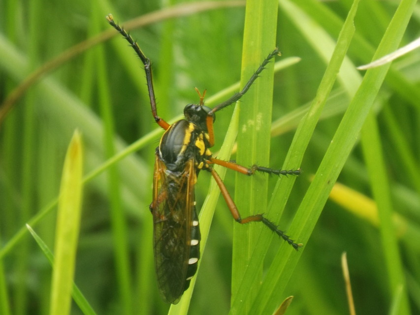 Molobratia teutonus
