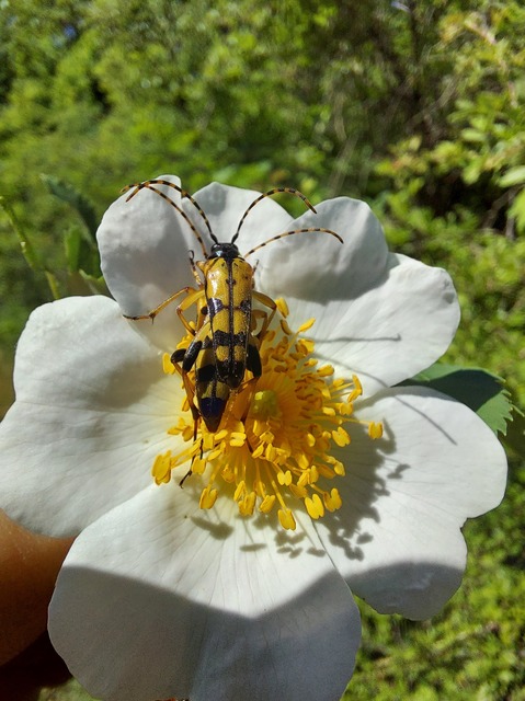 Rutpela maculata - tarkacsápú karcsúcincér