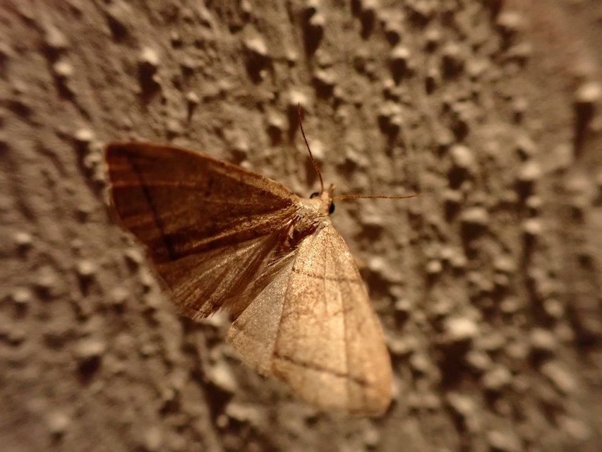 Herminia grisealis - ligeti karcsúbagoly