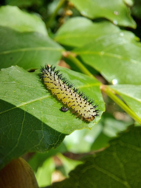 Periclista