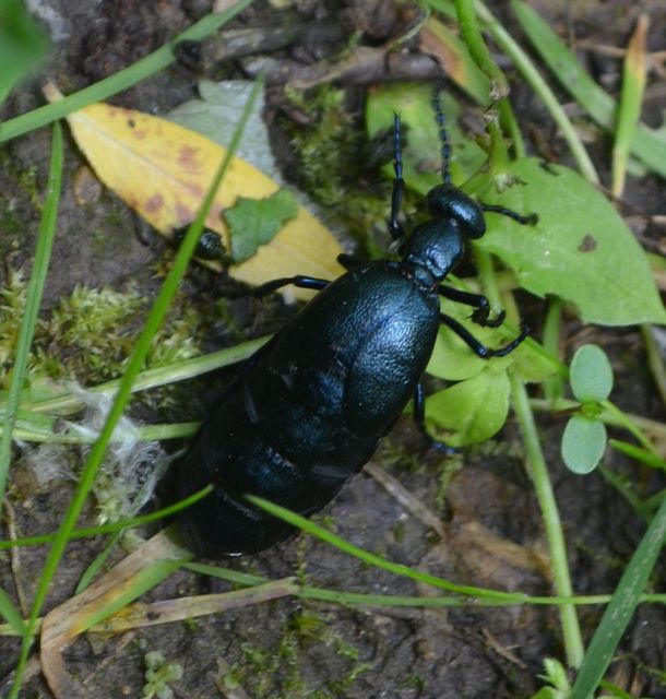 Meloe violaceus - kék nünüke