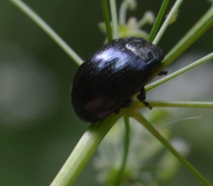 Chrysolina oricalcia - bronzos levélbogár