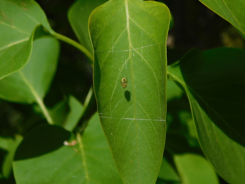 Araniella