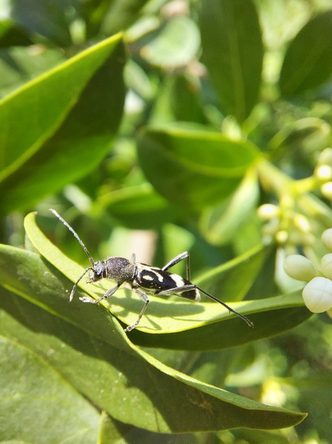 Chlorophorus figuratus - rajzos darázscincér