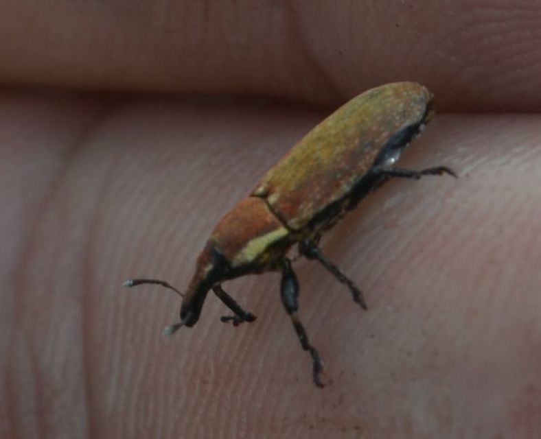 Lixus vilis - gémorr-dudvabarkó