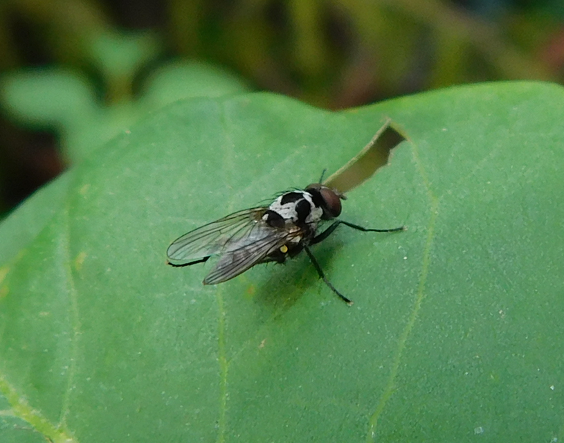 Anthomyia procellaris