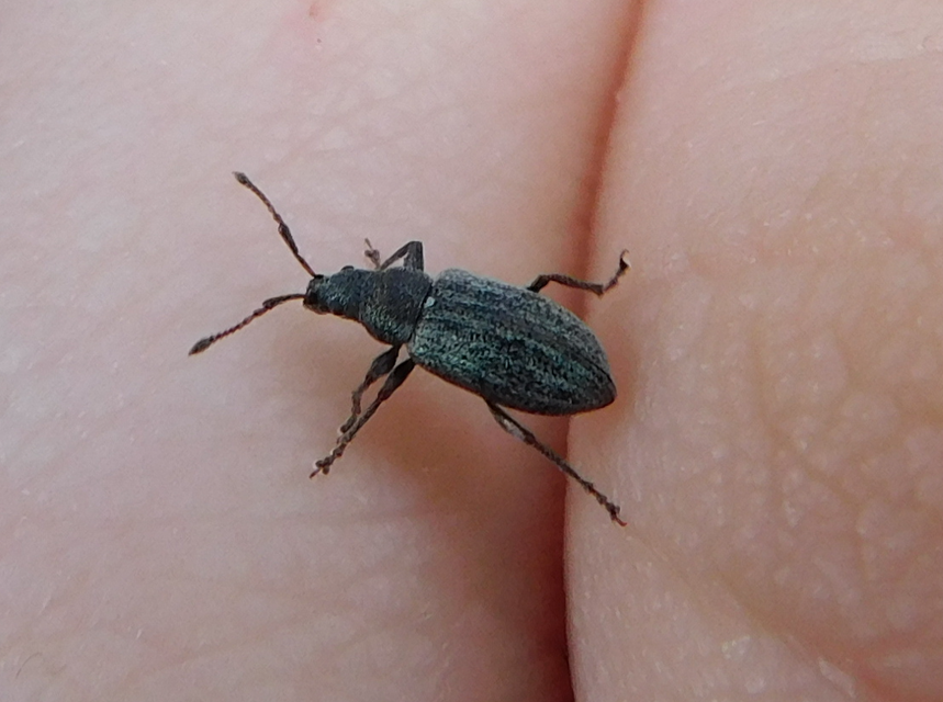 Phyllobius pyri - gyümölcsfa-levélormányos