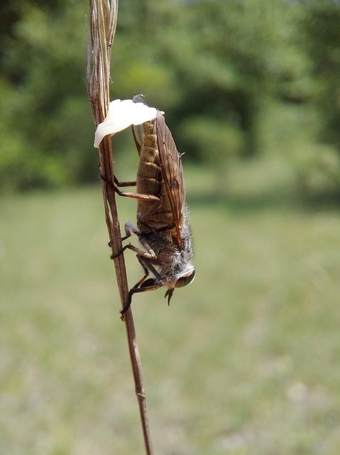 Tabanus