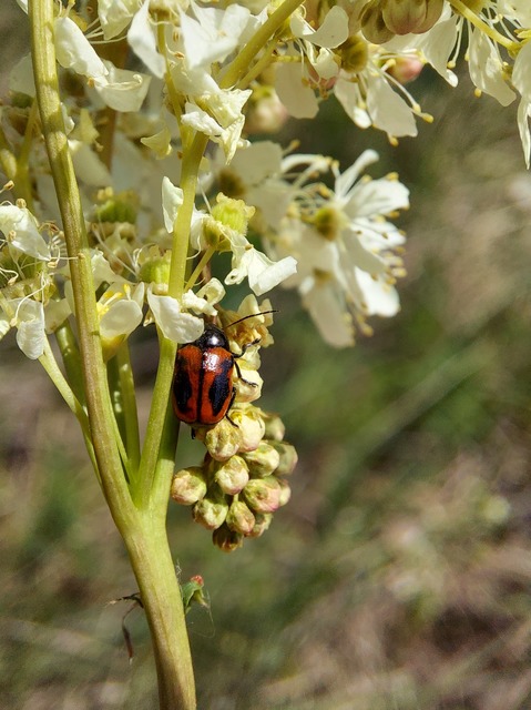 Cryptocephalus bipunctatus - kétpettyes zömökbogár Cryptocephalus bipunctatus - kétpettyes zömökbogár