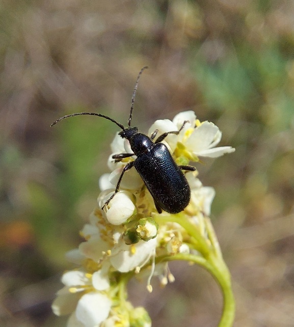 Dinoptera collaris - vörösnyakú virágcincér