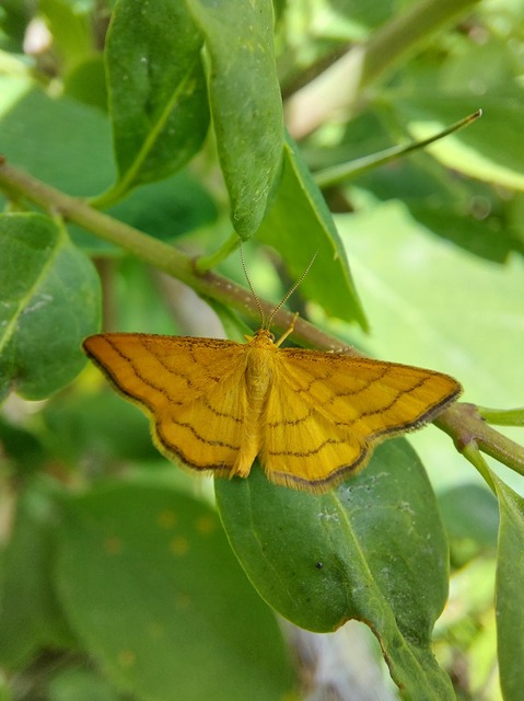Idaea aureolaria - aranyos sávosaraszoló
