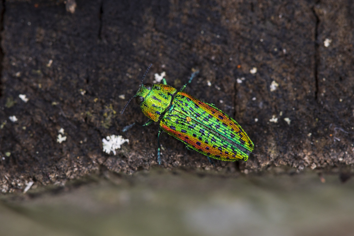 Lamprodila decipiens - nyírfa-tarkadíszbogár