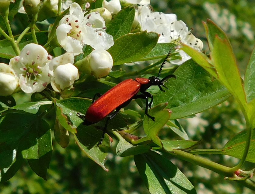 Pyrochroa coccinea - nagy bíborbogár