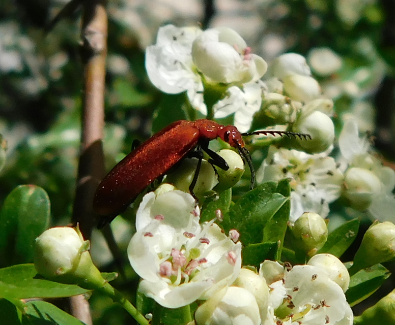 Pyrochroa serraticornis - közép-bíborbogár