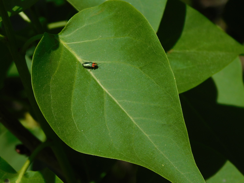 Anthaxia signaticollis - keleti virágdíszbogár
