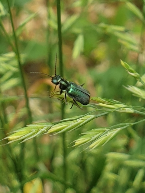 Cordylepherus viridis - zöld bibircsesbogár