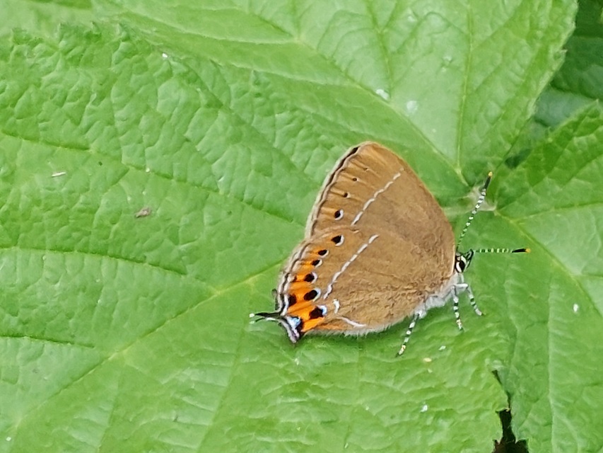 Satyrium pruni - szilvafa-csücsköslepke