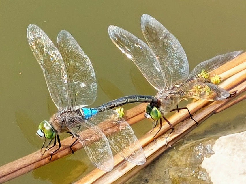 Anax parthenope - barna óriásacsa