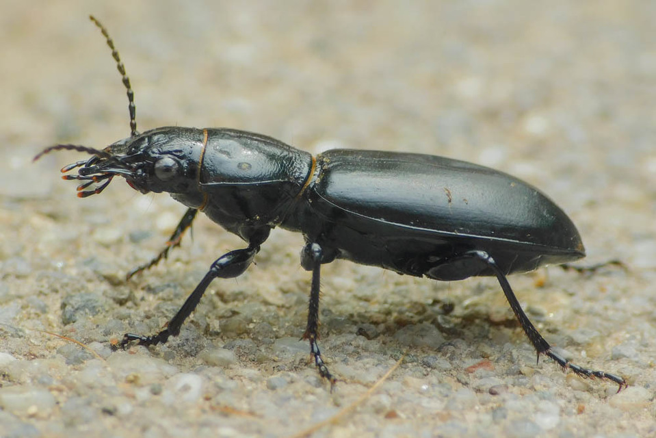Broscus cephalotes - busafutó
