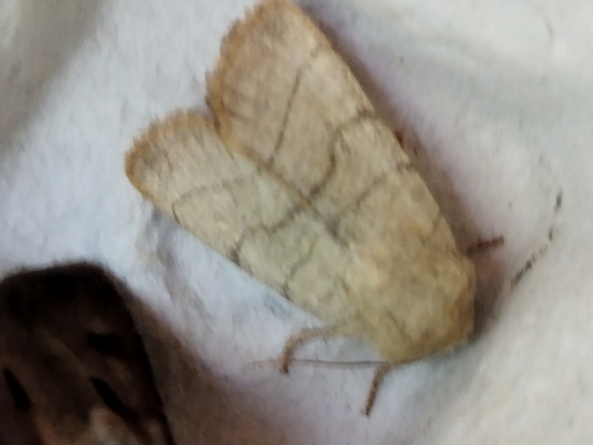 Charanyca trigrammica - háromsávos lombbagoly