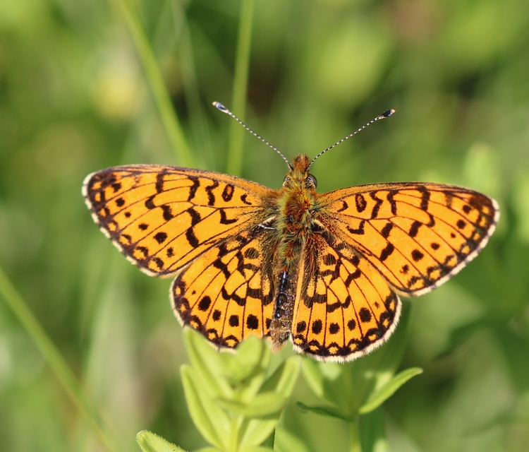 Boloria selene - fakó gyöngyházlepke