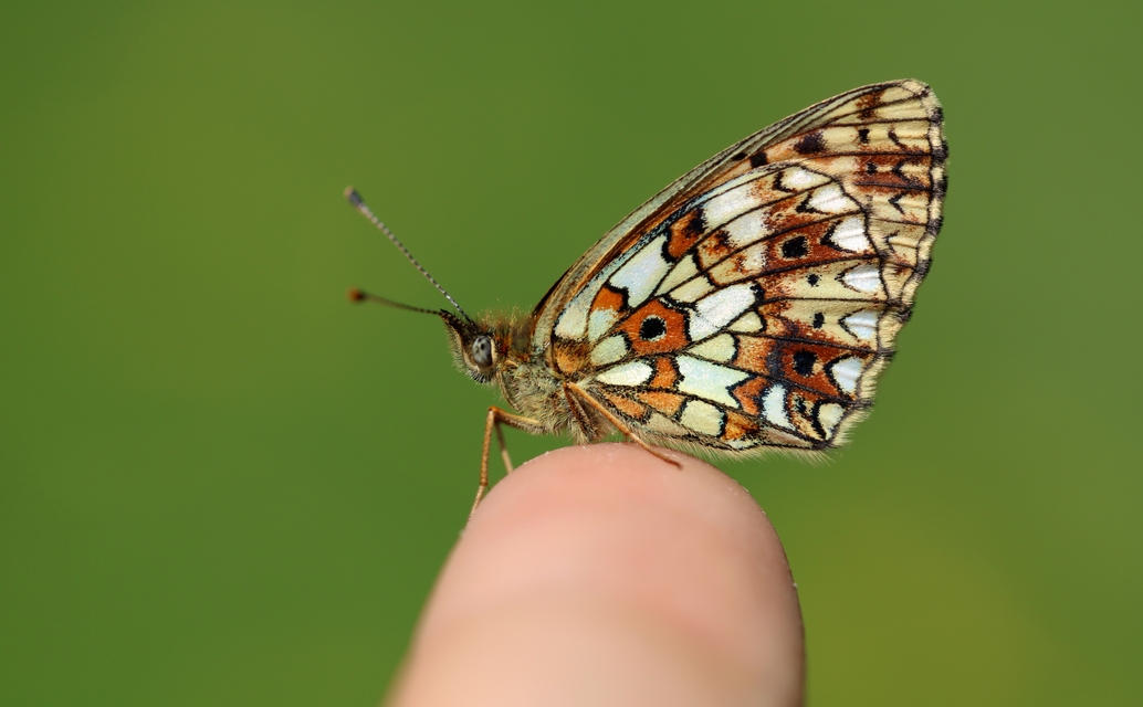 Boloria selene - fakó gyöngyházlepke