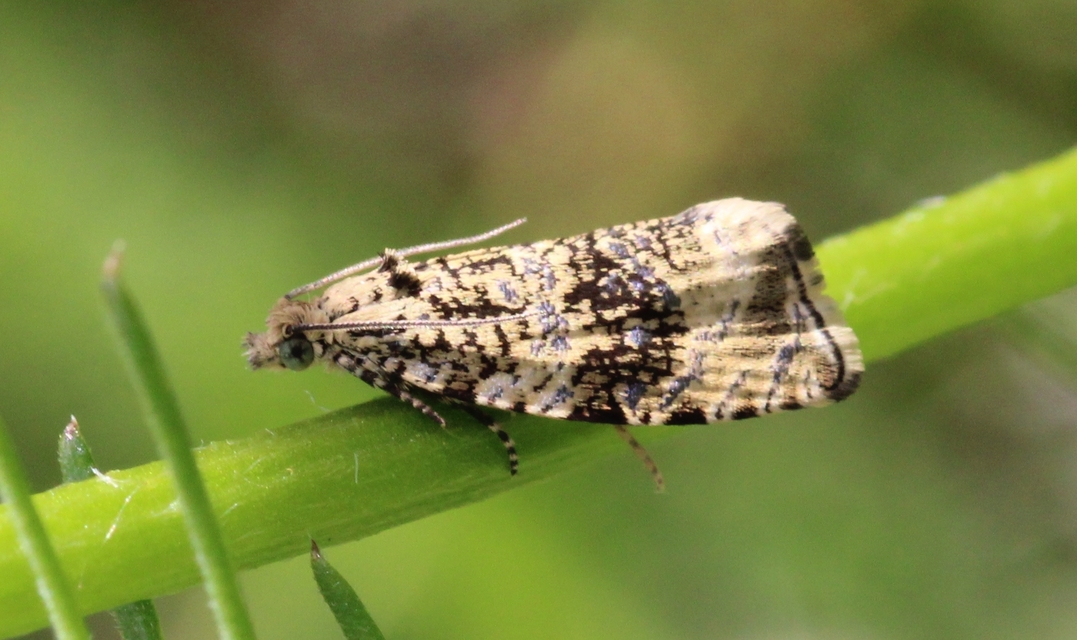 Celypha lacunana - vízparti tükrösmoly