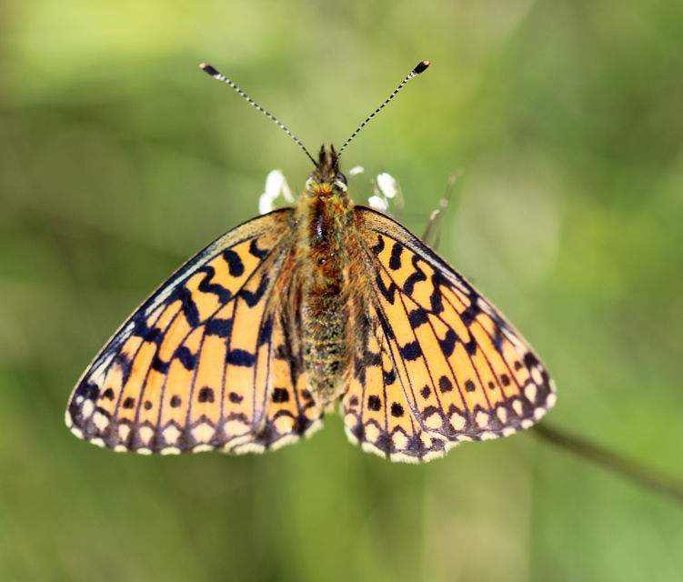 Boloria selene - fakó gyöngyházlepke