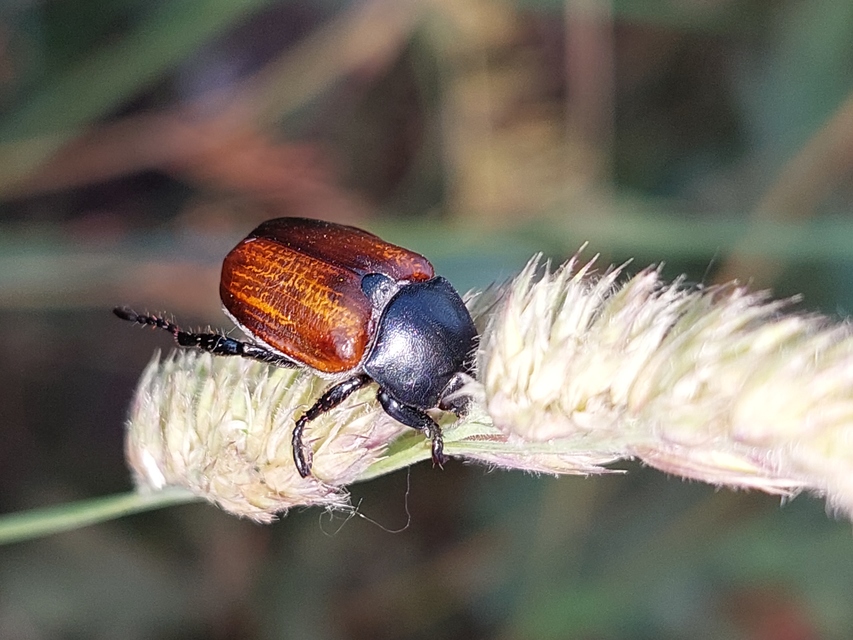 Anisoplia lata - széles szipoly Anisoplia lata - széles szipoly