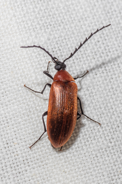Pseudocistela ceramboides - narancssárga alkonybogár