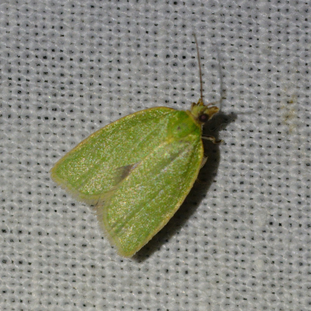 Tortrix viridana - tölgyilonca