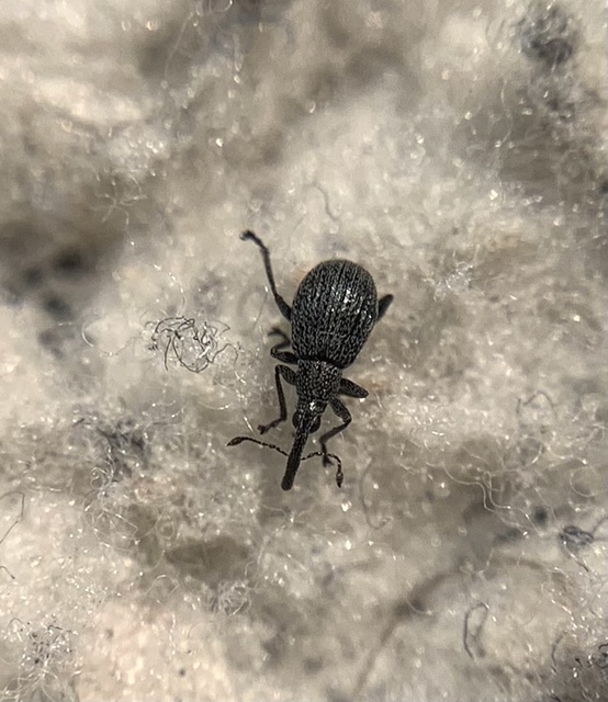 Holotrichapion ononis - szakállas cickányormányos