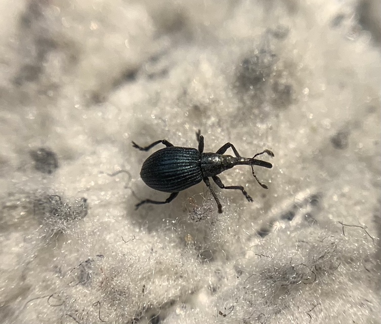 Mesotrichapion punctirostre - pontosorrú cickányormányos