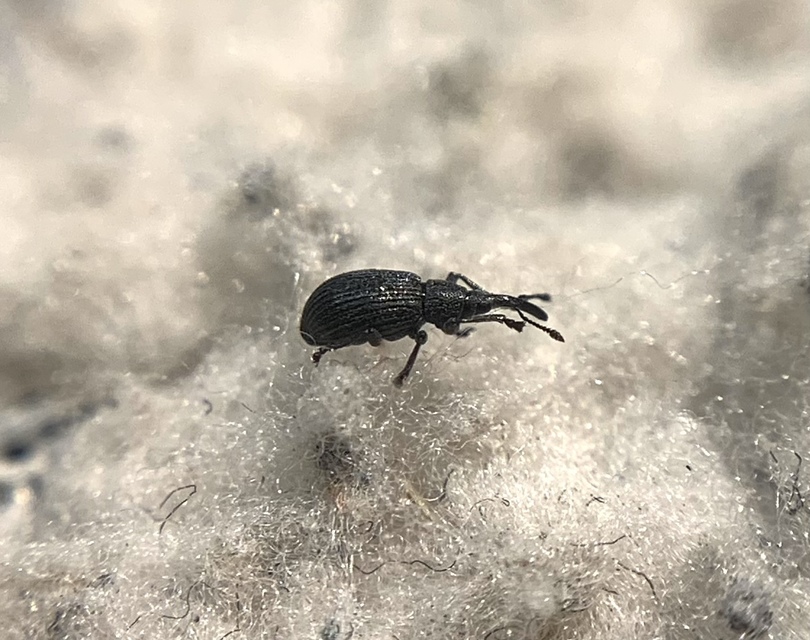 Ischnopterapion loti - szarvaskerep-cickányormányos