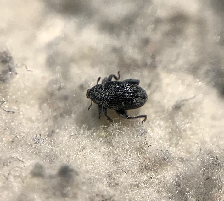 Pseudorchestes pratensis - imola-bolhaormányos