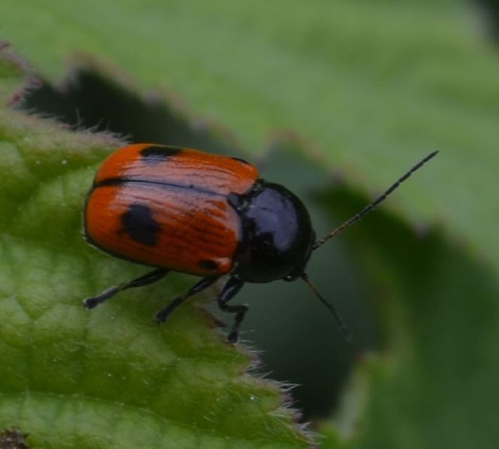 Cryptocephalus bipunctatus - kétpettyes zömökbogár Cryptocephalus bipunctatus - kétpettyes zömökbogár