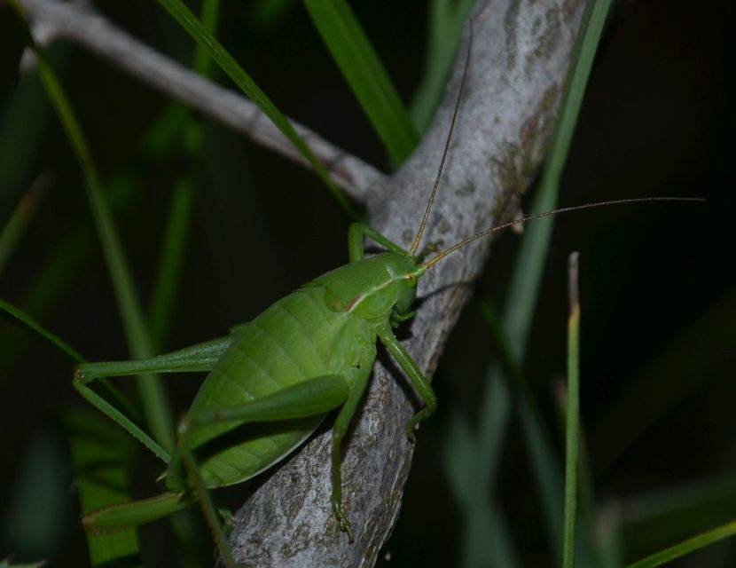 Isophya costata - magyar tarsza