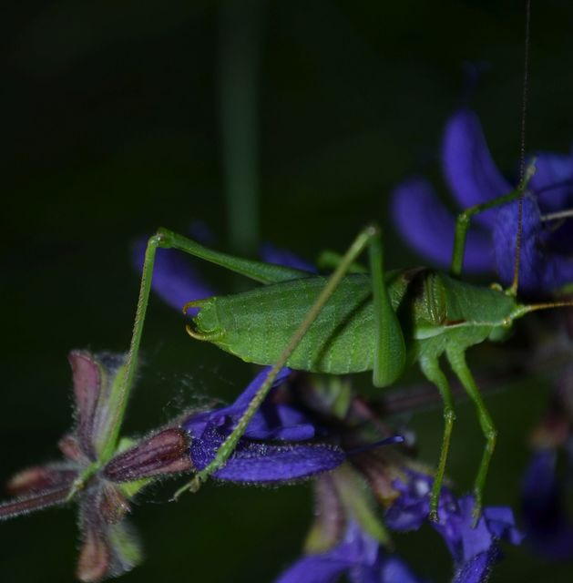 Isophya kraussii - erdei tarsza