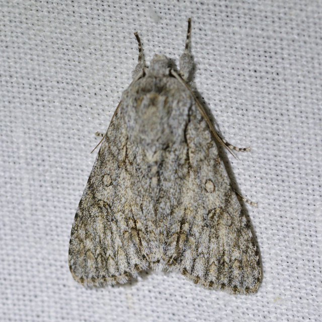 Acronicta aceris - vadgesztenye-szigonyosbagoly