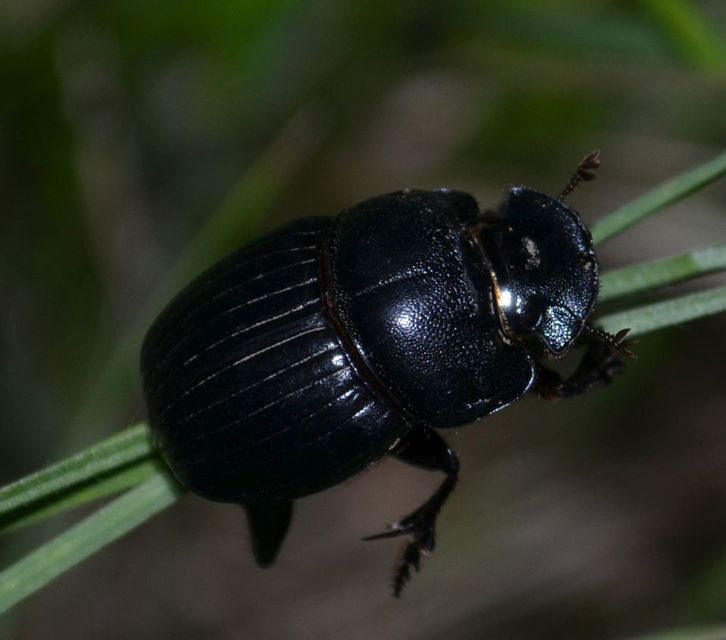 Copris lunaris - közönséges holdszarvú-ganéjtúró