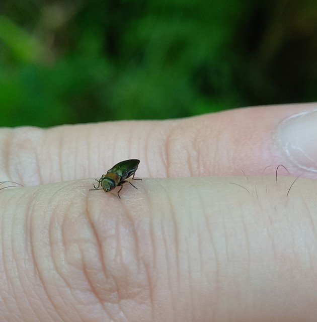 Agrilus auricollis - szil-karcsúdíszbogár