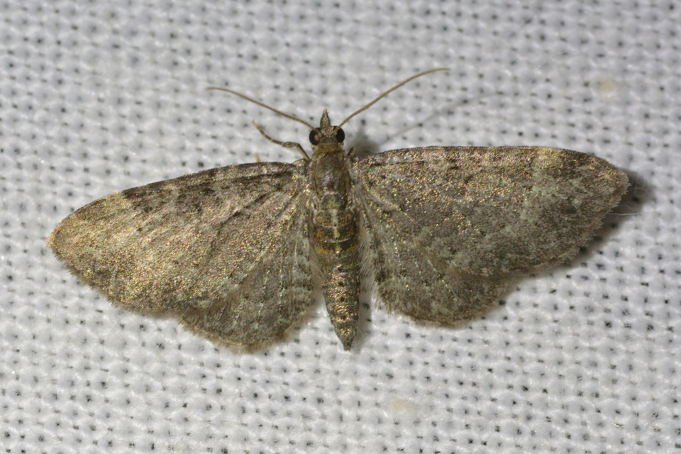 Pasiphila chloerata - hamvas törpearaszoló
