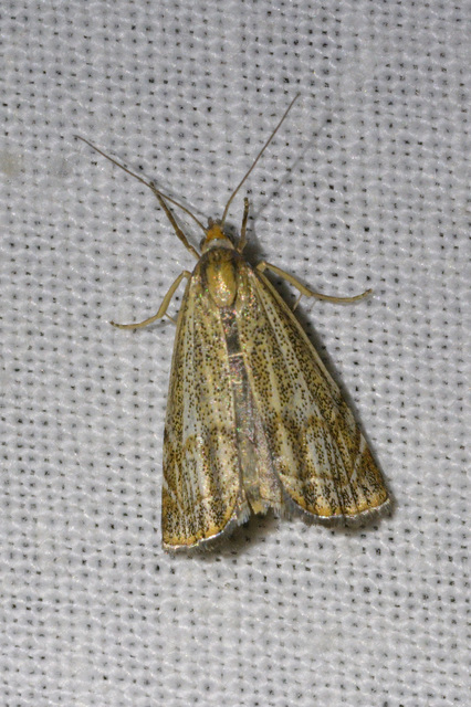 Thisanotia chrysonuchella - tavaszi fűgyökérmoly
