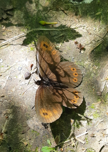 Erebia medusa - tavaszi szerecsenlepke