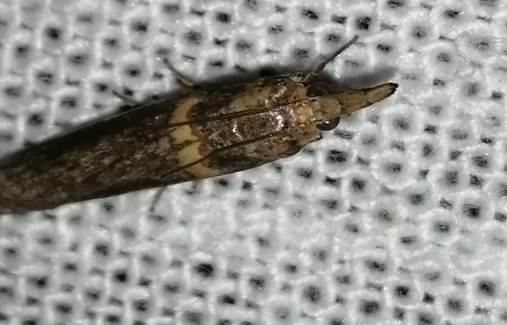 Etiella zinckenella - akácmoly