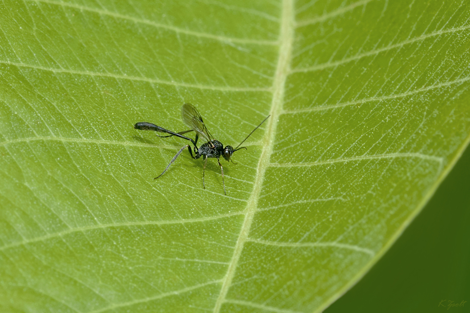 Anomalon cruentatum