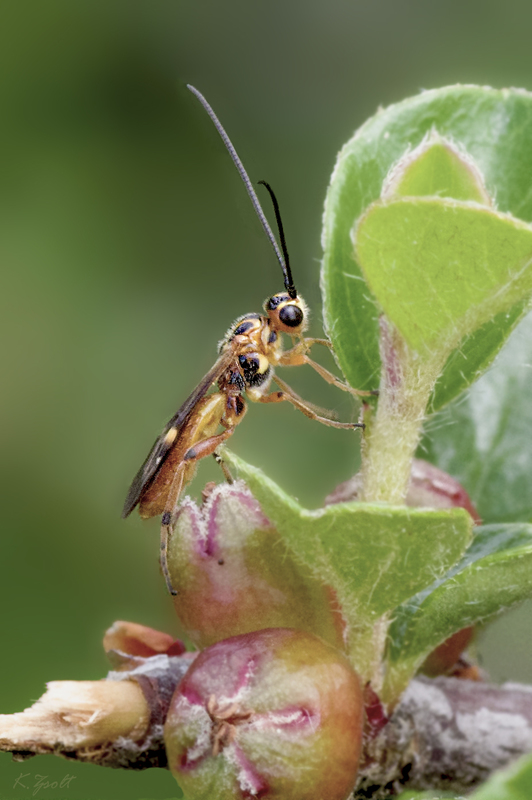 Pseudovipio